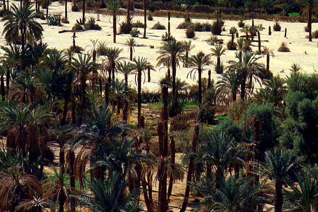 ОАЗИС в пустыне Сахара.