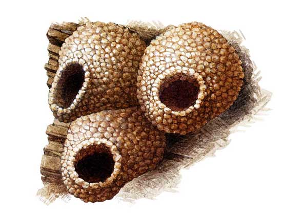 АМЕРИКАНСКАЯ СКАЛИСТАЯ ЛАСТОЧКА (Petrochelidon pyrrhonota) лепит кувшиновидные гнезда из глины, прикрепляя их к скалам или стенам построек.