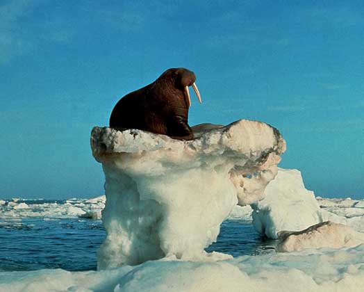 МОРЖИ