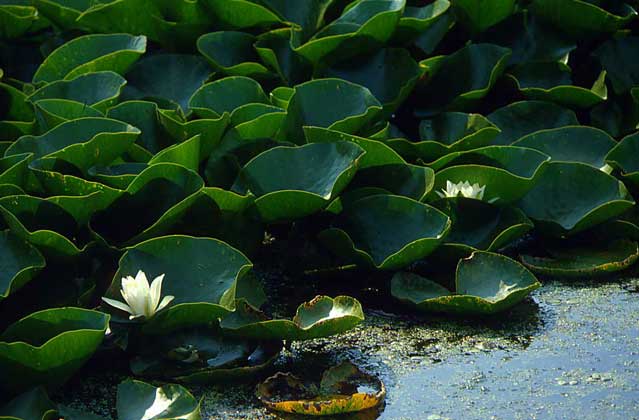 одно из наиболее популярных водных растений; его корни держатся за дно, а темно-зеленые листья плавают на поверхности воды. Белые, желтые, голубые или красные цветки весьма привлекательны.