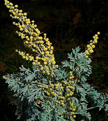 PH09653