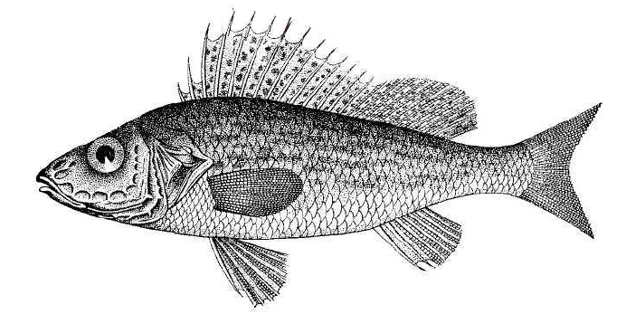 Как Выглядит Рыба Ерш Фото