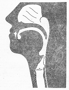 Схематический разрез гортани и надставной трубы: a — голосовая щель; b — щитовидный хрящ; c — надгортанный хрящ; d — увула