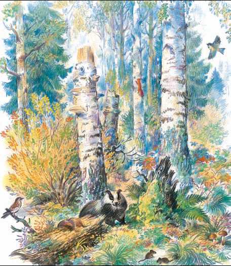 Иллюстрация к книге М. М. Пришвина «Этажи леса». Художник В. Бастрыкин. 1990-е гг.