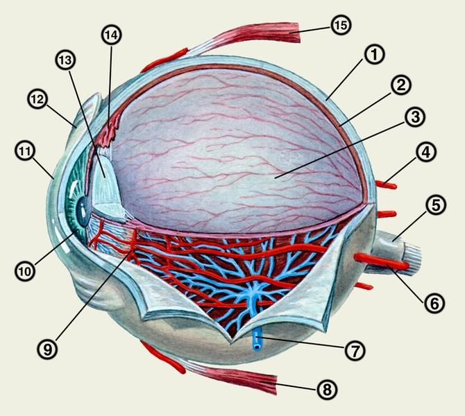 Рис. 1. Схематическое изображение глазного яблока в сагиттальной плоскости (стекловидное тело, часть хрусталика и оболочек удалены): 1 — <a href=
