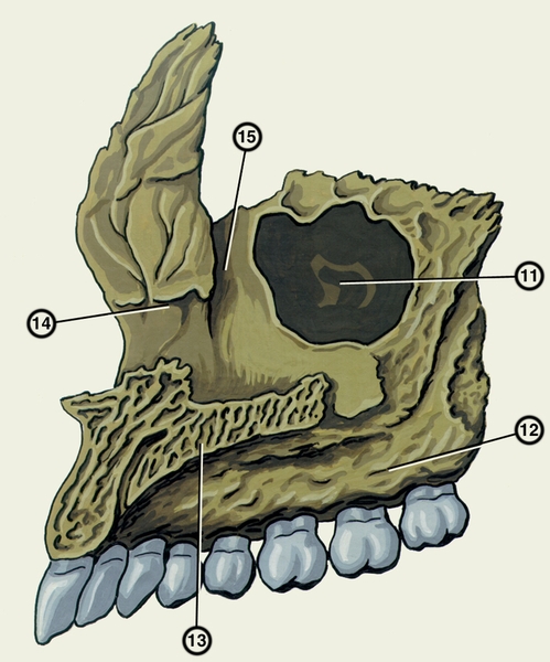 Рис. 1б). Верхняя челюсть (вид изнутри): 11 — верхнечелюстная расщелина; 12 — <a href=