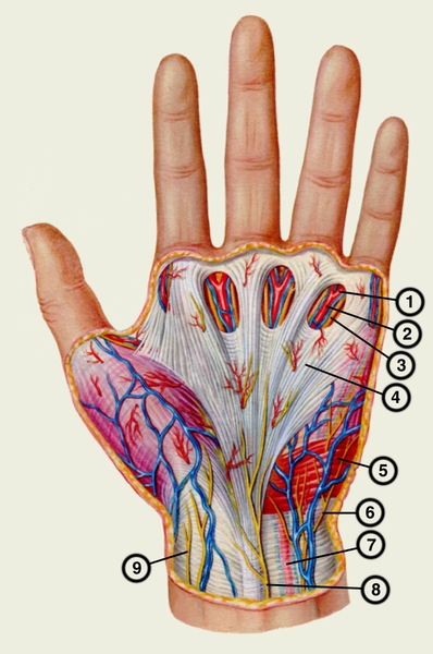 Рис. 7. Сосуды и нервы ладонной поверхности левой кисти: 1 — собственная ладонная пальцевая артерия; 2 — общая ладонная пальцевая артерия; 3 — собственный ладонный пальцевой нерв; 4 — ладонный апоневроз; 5 — короткая ладонная мышца; 6 — ладонная ветвь локтевого нерва; 7 — локтевая артерия; 8 — ладонная ветвь срединного нерва; 9 — ветвь латерального кожного нерва предплечья