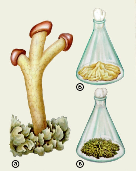 Рис. 2. Лишайник Cladonia cristatella: а — общий вид растения; б — гриб-симбионт в чистой культуре; в — водоросль-симбионт в чистой культуре