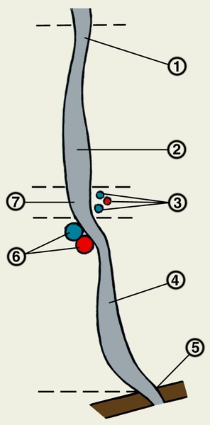 Рис. 2. Схема строения мочеточника: 1 — начальный отдел мочеточника; 2 — брюшная часть; 3 — яичковые (яичниковые) артерия и вены; 4 — тазовая часть; 5 — интрамуральная часть; 6 — наружные подвздошные артерия и вена; 7 — часть мочеточника, прилежащая к подвздошным сосудам; пунктиром обозначены границы частей мочеточника
