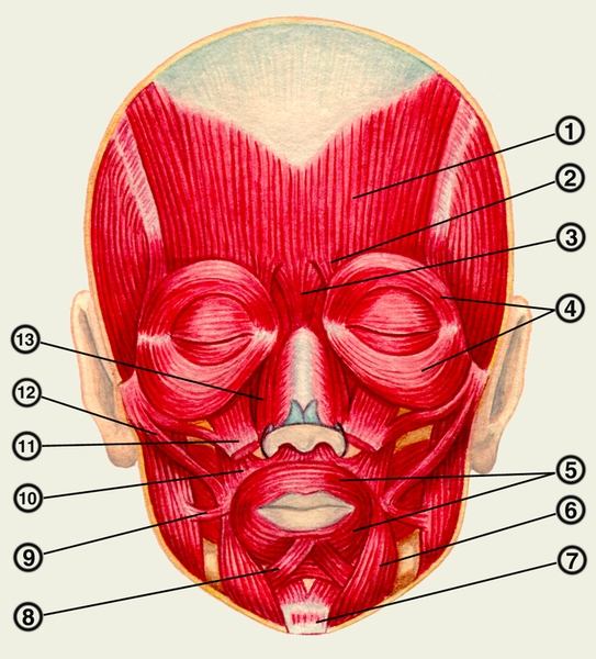 Рис. 1. Мимические мышцы лица: 1 — затылочно-лобная <a href=