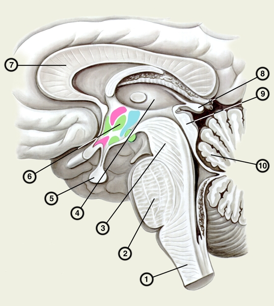 Ствол головного мозга (на сагиттальном разрезе): 1 — продолговатый мозг; 2 — мост; 3 — ножки мозга; 4 — <a href=