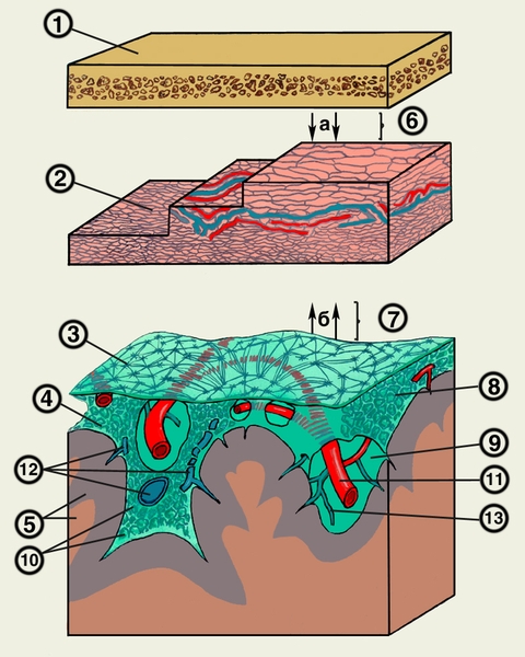 Рис. 4. Схема строения мозговых оболочек полушарий головного мозга: 1 — фрагмент кости свода черепа; 2 — твердая оболочка мозга; 3 — паутинная оболочка; 4 — мягкая (сосудистая) оболочка; 5 — <a href=