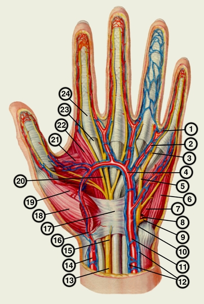 Рис. 4. Глубокие артерии и нервы левой кисти: 1 — собственная ладонная пальцевая артерия; 2 — собственный ладонный пальцевой нерв; 3 — общая ладонная пальцевая артерия; 4 — сухожилия поверхностного и глубокого сгибателей пальцев; 5 — червеобразная мышца; в — ладонная межкостная мышца; 7 — ладонная пястная артерия; в — мышца, противопоставляющая мизинец; 9 — мышца, отводящая мизинец; 10 — глубокая <a href=