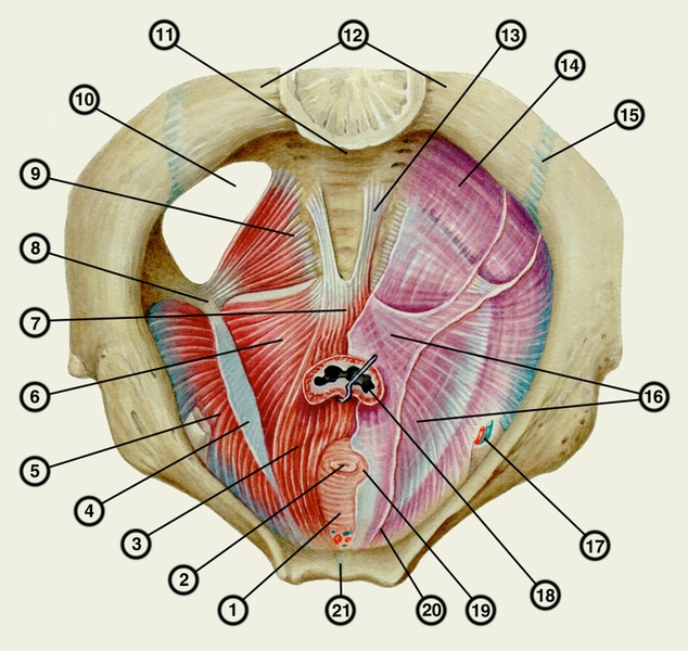 Рис. 3. Мышцы и фасции дна малого таза у мужчин (вид сверху): 1 — глубокая поперечная мышца промежности; 2 — <a href=