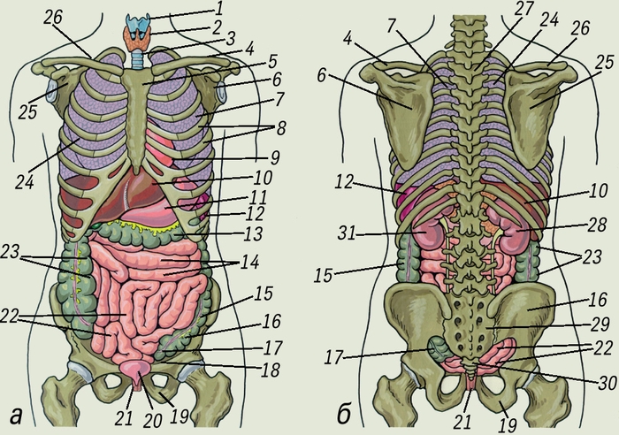 Взаиморасположение внутренних органов и скелета человека (а — вид спереди, б — вид сзади): 1 — щитовидный <a href=