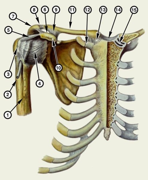 Рис. 1. Соединения костей пояса верхних конечностей и грудины: 1 — <a href=