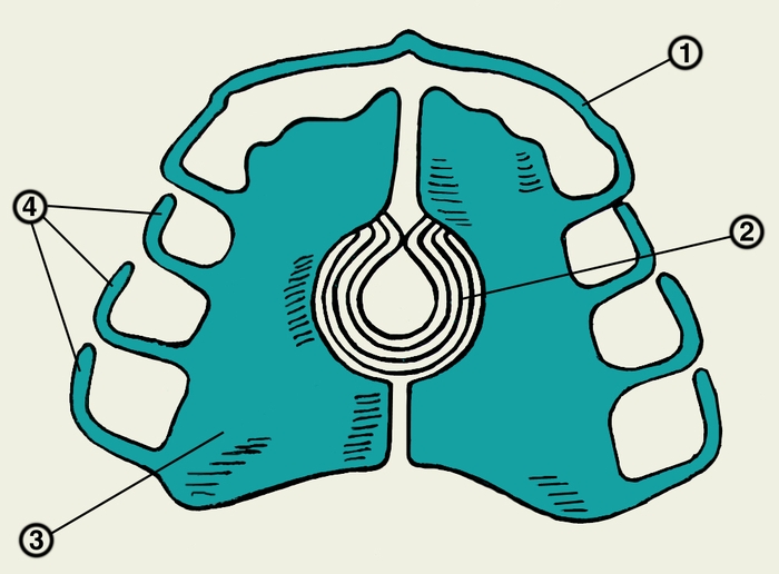 Рис. 7. Схематическое изображение расширяющей пластинки с пружиной Коффина: 1 — вестибулярная ретракционная дуга; 2 — расширяющая пружина Коффина; 3 — небная пластинка с распилом посередине; 4 — кламмеры