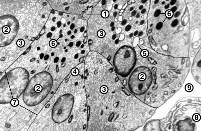 Рис. 2. Электронограмма ацинуса, представленного группой ацинозных клеток: 1 — центральный <a href=