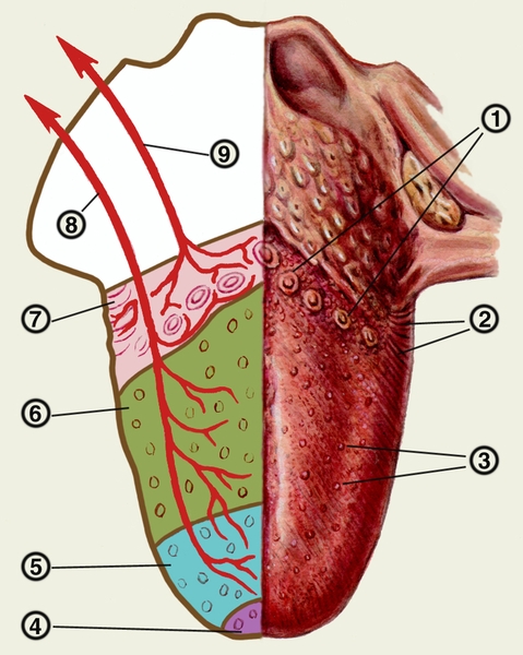 Корень языка вкусовые. Желобовидные сосочки языка. Иннервация вкусовых рецепторов языка. Вкусовые сосочки у корня языка. Иннервация сосочков языка.