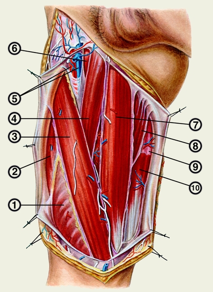 Рис. 2. Приводящие мышцы бедра: 1 — внутренняя широкая мышца бедра; 2 — прямая мышца бедра; 3 — портняжная мышца; 4 — длинная приводящая мышца; 5 — бедренные артерия и вена; 6 — гребенчатая мышца; 7 — тонкая мышца; 8 — большая приводящая мышца; 9 — полусухожильная мышца; 10 — полуперепончатая мышца
