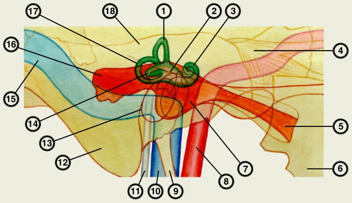 Рис. 4. Схематическое изображение взаимоотношений правого среднего уха с внутренним ухом и прилежащими сосудами и нервами (<a href=