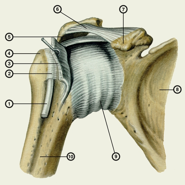 Рис. 1. Плечевой сустав (вид спереди): 1 — сухожилие длинной головки двуглавой мышцы плеча; 2 — межбугорковое синовиальное <a href=