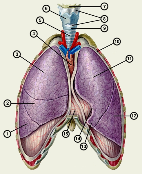 Где Легкие У Человека Фото Спереди