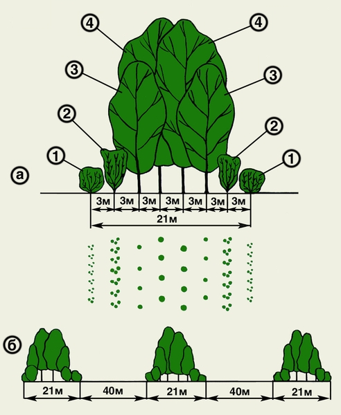 Рис. 1. Рекомендуемая схема посадки защитных полос из деревьев и кустарников: а — профиль и план конструкции лесозащитной полосы, состоящей из четырех рядов кустарника (1, 2), деревьев вспомогательных пород (3) и основных пород (4); общая ширина полосы 21 м; б — профиль озеленения из трех лесозащитных полос; расстояние между полосами 40 м