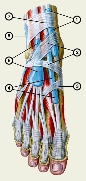 Рис. 7. Синовиальные влагалища тыла стопы: 1 — синовиальное влагалище передней большеберцовой мышцы; 2 — нижнее сухожильное растяжение мышц-разгибателей; 3 — тыльная фасция стопы (укрепляющий <a href=