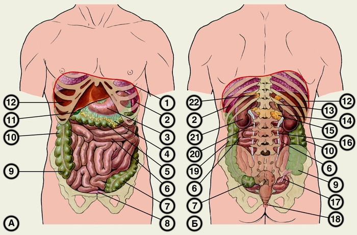 Рис. 2. Топография органов живота: А — <a href=