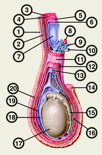 Мужские яички органы. Оболочки семенного канатика. Оболочки яичка и семенного канатика. Послойное строение мошонки (оболочки яичка). Анатомия яичка и семенного канатика.