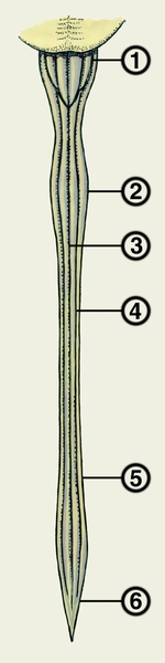 Рис. 1. Передняя поверхность спинного мозга: 1 — продолговатый мозг; 2 — шейное утолщение; 3 — срединная вентральная (передняя) щель; 4 — вентролатеральная (переднебоковая) борозда; 5 — пояснично-крестцовое утолщение; 6 — <a href=