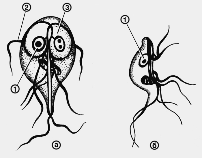Рис. 1. Схематическое изображение вегетативной формы лямблии (а — вентральная поверхность лямблии, б — <a href=