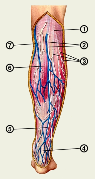 Рис. 5. Поверхностные вены и нервы голени: 1 — <a href=