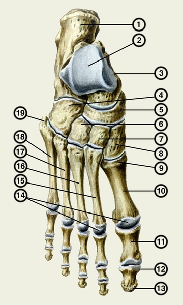 Рис. 1. Кости стопы (вид сверху): 1 — пяточная кость; 2 — <a href=