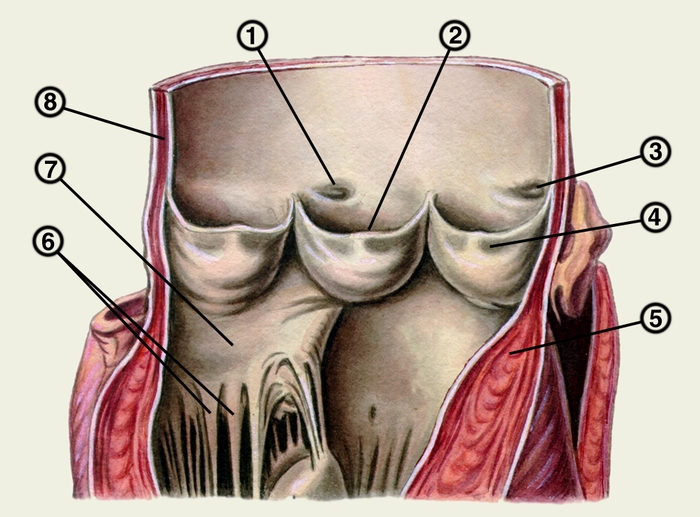 Рис. 2. Макропрепарат части вскрытых левого желудочка сердца и восходящего отдела аорты: 1 — устье левой венечной артерии; 2 — <a href=