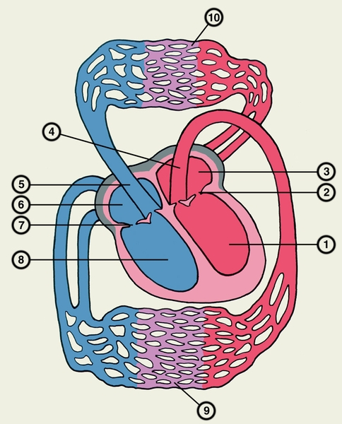 Рис. 3а). Схематическое изображение камер сердца в их связи с системой кровобращения в норме: 1 — левый желудочек сердца; 2 — митральный клапан; 3 — левое предсердие; 4 — <a href=