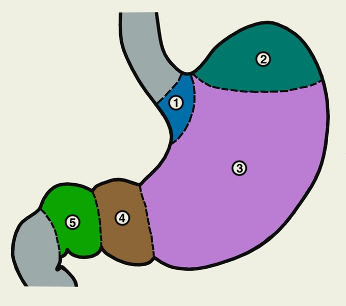 Рис. 1. Схематическое изображение желудка (части желудка названы так, как принято в анатомии): 1 — кардиальная часть; 2 — дно желудка; 3 — тело желудка; 4 — привратниковая пещера; 5 — канал привратника