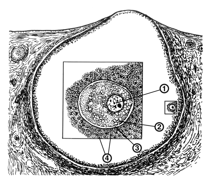 Рис. 2. Схема фолликула яичника с увеличенным схематическим изображением зрелой яйцеклетки: 1 — <a href=