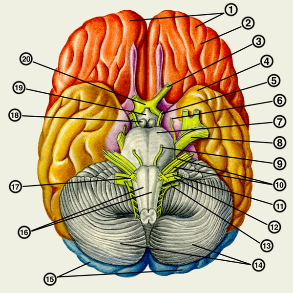 Рис. 1. Основание головного мозга: 1 — лобные доли; 2 — обонятельный тракт; 3 — зрительный <a href=