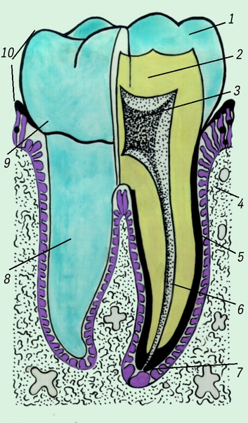 Рис. 3. Схематическое изображение большого коренного зуба (правая половина показана на разрезе): 1 — эмаль; 2 — дентин; 3 — <a href=