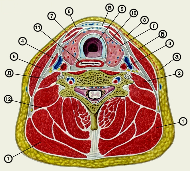 Рис. 3. Схематическое изображение фасций шеи на горизонтальном распиле (по В. И. Шевкуненко): 1 — трапециевидная мышца; 2 — передняя лестничная мышца; 3 — сосудисто-нервный <a href=