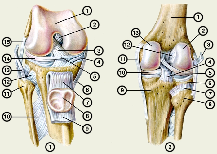 Рис. 1. Правый коленный сустав спереди (суставная капсула удалена, сухожилие четырехглавой мышцы бедра с наколенником оттянуты книзу): 1 — надколенная поверхность бедренной кости; 2 — задняя крестообразная связка; 3 — передняя крестообразная связка; 4 — медиальный мениск; 5 — поперечная связка колена; 6 — большеберцовая коллатеральная связка; 7 — связка надколенника; 8 — суставная поверхность надколенника; 8 — сухожилие четырехглавой мышцы бедра; 10 — межкостная перепонка голени; 11 — головка малоберцовой кости: 12 — передняя связка головки малоберцовой кости; 13 — сухожилие двуглавой мышцы бедра; 14 — латеральный мениск; 15 — малоберцовая коллатеральная связка