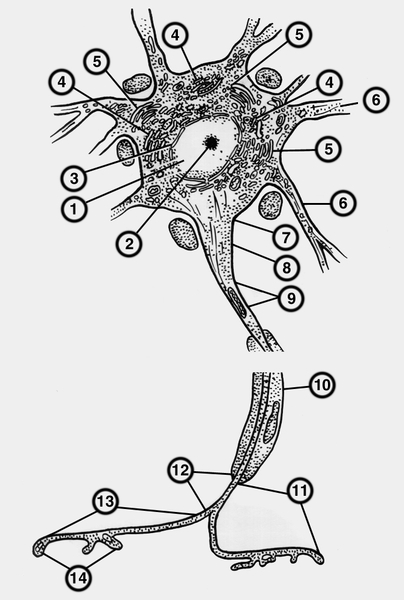 Рис. 1. Схематическое изображение двигательной нервной клетки: 1 — ядро; 2 — <a href=