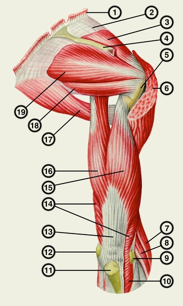 Рис. 1б). Мышцы пояса правой верхней конечности и плеча. Мышцы правой верхней конечности и плеча сзади (дельтовидная мышца частично удалена): 1 — мышца, поднимающая угол лопатки; 2 — надостная фасция; 3 — надостная мышца; 4 — ость лопатки; 5 — большой бугорок плечевой кости; 6 — дельтовидная мышца; 7 — плечелучевая мышца; 8 — длинный лучевой <a href=