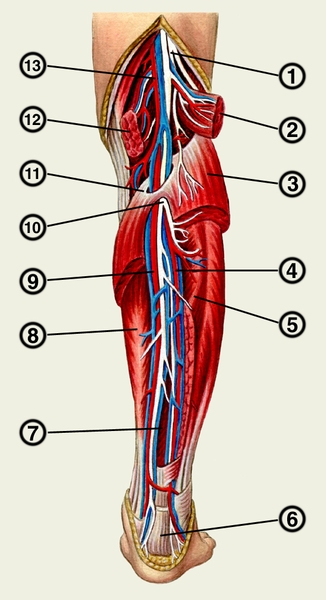 Рис. 6. Артерии и вены голени: 1 — глубокий малоберцовый нерв; 2 — латеральная головка икроножной мышцы; 3 — камбаловидная мышца; 4 — малоберцовая <a href=