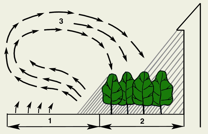 Рис. 2. Схема конвекционного воздухообмена между инсолируемой и затененной площадками в жилой зоне: 1 — асфальт (инсолируемый участок); 2 — озелененный участок (тень); 3 — направление конвективных токов
