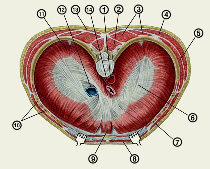Диафрагма Человека Фото