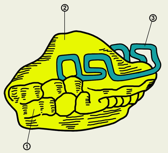Рис. 13. Схематическое изображение активатора Андерсена — Хойпля: 1 — ложа для зубов; 2 — пластмассовый моноблок; 3 — вестибулярная проволочная дуга с П-образными изгибами