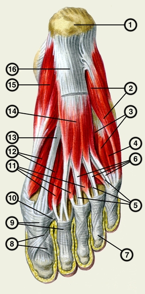 Рис. 8. Сухожилия и мышцы подошвенной поверхности стопы: 1 — бугор пяточной кости; 2 — мышцы, отводящие V палец стопы; 3 — подошвенные межкостные мышцы; 4 — короткий сгибатель V пальца; 5 — сухожилия длинного сгибателя пальцев стопы; 6 — сухожилия короткого сгибателя пальцев стопы; 7 — кольцевидная часть фиброзного влагалища; 8 — крестообразная часть фиброзного влагалища; 9 — фиброзное <a href=
